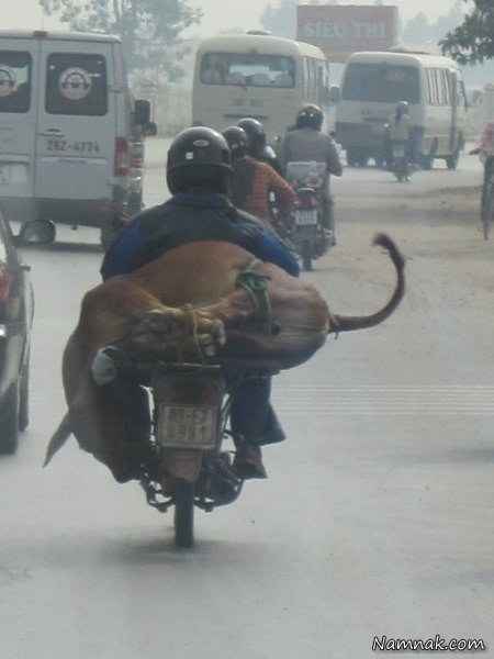 حمل گاو با موتورسیکلت